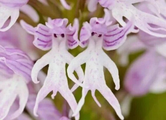Orchis Italica Blumensamen zur Aussaat – kompakt Wuchs – Traditionssorte & ohne Gentechnik Samen Hausgarten