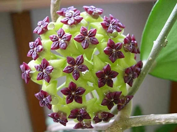 Lila Hoya Carnosa Blumensamen zur Aussaat Landhaus Garten wichtig Traditionssorte & ohne Gentechnik Samen Hausgarten