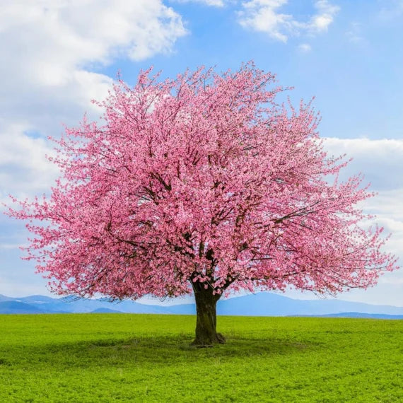 Kirschbaum Blumensamen zur Aussaat – saisonal Dauerblüher – Traditionssorte & ohne Gentechnik Samen Hausgarten