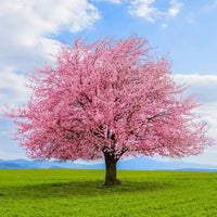 Kirschbaum Blumensamen zur Aussaat – saisonal Dauerblüher – Traditionssorte & ohne Gentechnik Samen Hausgarten