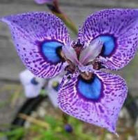 Lila Schmetterling Orchidee Samen Blumensamen zur Aussaat – farbenfroh Schau – Traditionssorte & ohne Gentechnik Samen Hausgarten