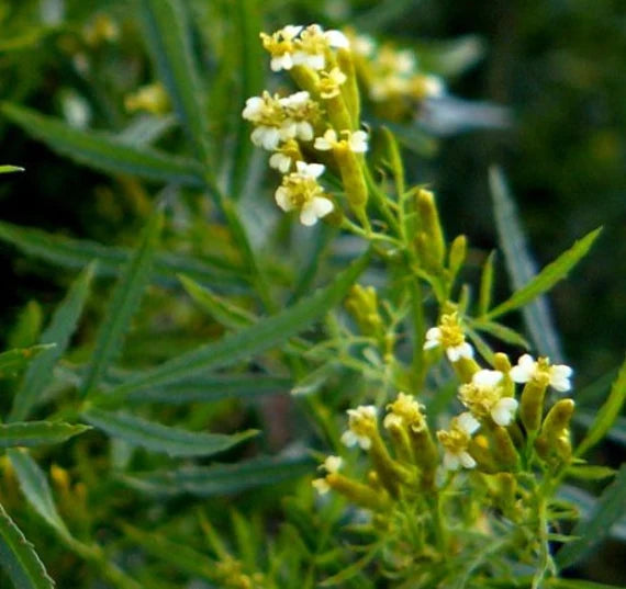 Gelb Tagetes Minuta Blumensamen zur Aussaat – Drought verträglich – Traditionssorte & ohne Gentechnik Samen Hausgarten