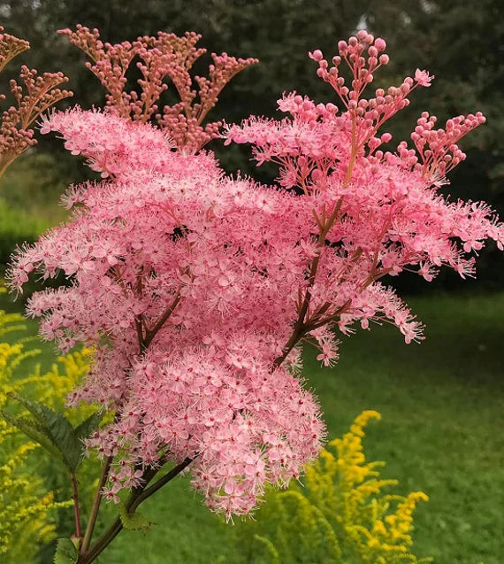 Rosa Filipendula Rubra Blumensamen zur Aussaat – robust Sorte – Traditionssorte & ohne Gentechnik Samen Hausgarten