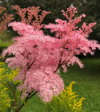 Rosa Filipendula Rubra Blumensamen zur Aussaat – robust Sorte – Traditionssorte & ohne Gentechnik Samen Hausgarten