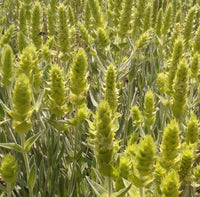 Sideritis Scardica Samen For Aussaat