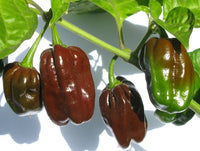 Chocolate Pepper Samen für einfache Aussaat