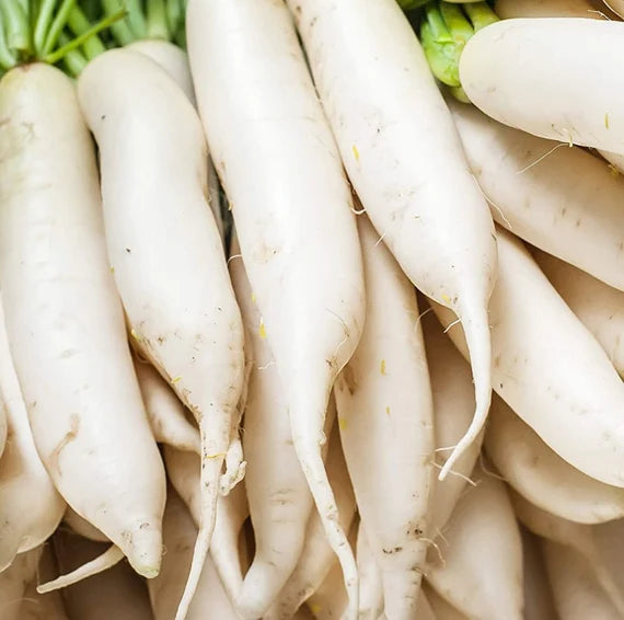 Weiß Radish Samen for Gemüse Planting