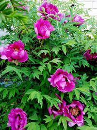 Suffruticosa Blumensamen zur Aussaat kompakt Wuchs Traditionssorte & ohne Gentechnik Samen Hausgarten