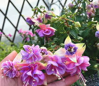 Lila Rosa Fuchsie Blumensamen zur Aussaat Anzucht Traditionssorte & ohne Gentechnik Samen Hausgarten