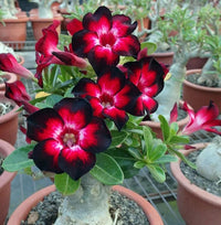 Kastanienrot Wüstenrose Blumensamen zur Aussaat – Garten beliebt – Traditionssorte & ohne Gentechnik Samen Hausgarten