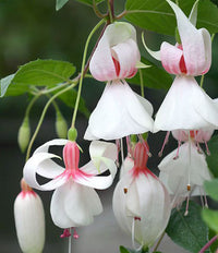 Fuchsias Weiß Rosa Blumensamen zur Aussaat – saisonal Dauerblüher – Traditionssorte & ohne Gentechnik Samen Hausgarten