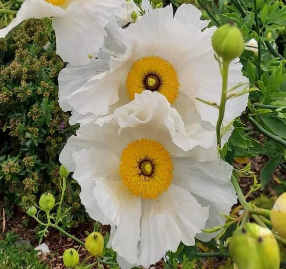 Coulteri Blumensamen zur Aussaat – Landhaus Garten wichtig – Traditionssorte & ohne Gentechnik Samen Hausgarten