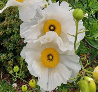 Coulteri Blumensamen zur Aussaat – Landhaus Garten wichtig – Traditionssorte & ohne Gentechnik Samen Hausgarten