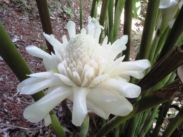 Weiß Etlingera Elatior Blumensamen zur Aussaat tropisch Schönheit