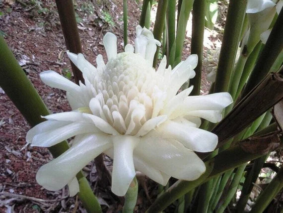 Weiß Etlingera Elatior Blumensamen zur Aussaat tropisch Schönheit