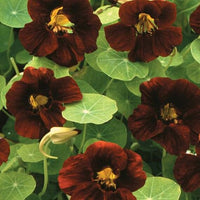 Schwarz Kapuzinerkresse Blumensamen zur Aussaat Schnitt Blume beliebt Traditionssorte & ohne Gentechnik Samen Hausgarten