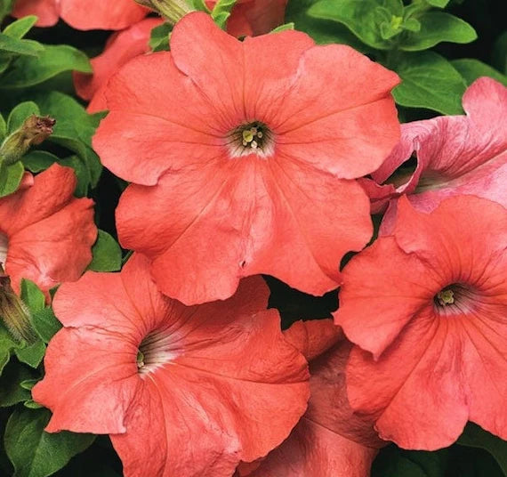 Orange Rot Petunie Blumensamen zur Aussaat leuchtend Garten Blüten Traditionssorte & ohne Gentechnik Samen Hausgarten