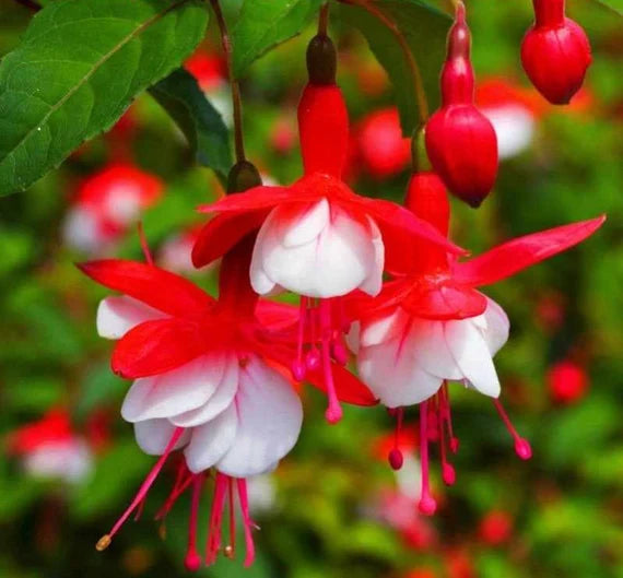 Rot Weiß Fuchsie Samen Blumensamen zur Aussaat – Halbschatten verträglich – Traditionssorte & ohne Gentechnik Samen Hausgarten