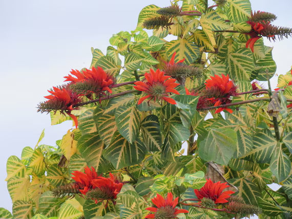 Orange Grün Erythrina Blumensamen zur Aussaat – Landhaus Garten wichtig – Traditionssorte & ohne Gentechnik Samen Hausgarten