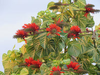 Orange Grün Erythrina Blumensamen zur Aussaat – Landhaus Garten wichtig – Traditionssorte & ohne Gentechnik Samen Hausgarten