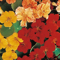Rot Gelb Kapuzinerkresse Blumensamen zur Aussaat duftend Blüten Traditionssorte & ohne Gentechnik Samen Hausgarten