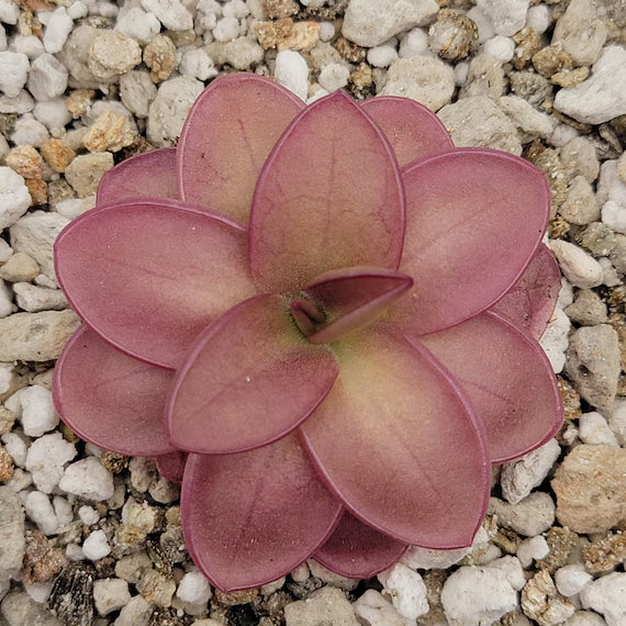 Mexican Butterwort Carnivorous Blumensamen zur Aussaat – einzigartig Addition Garten