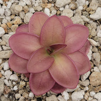 Mexican Butterwort Carnivorous Blumensamen zur Aussaat – einzigartig Addition Garten