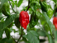 Bhut Jolokia Braun Samen - Perfect zum Pflanzen Hot Peppers