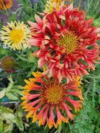 Gemischt Gaillardia Lorenziana Blumensamen zur Aussaat – lang Blüte Saison – Traditionssorte & ohne Gentechnik Samen Hausgarten