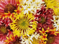 Gemischt Gaillardia Lorenziana Blumensamen zur Aussaat – lang Blüte Saison – Traditionssorte & ohne Gentechnik Samen Hausgarten