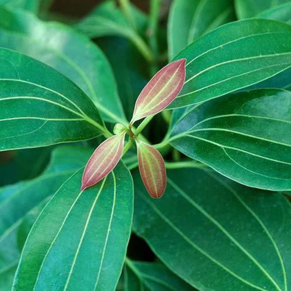 kaufen cinnamon pflanze pflanzung samen pack Stück, 100 Stück