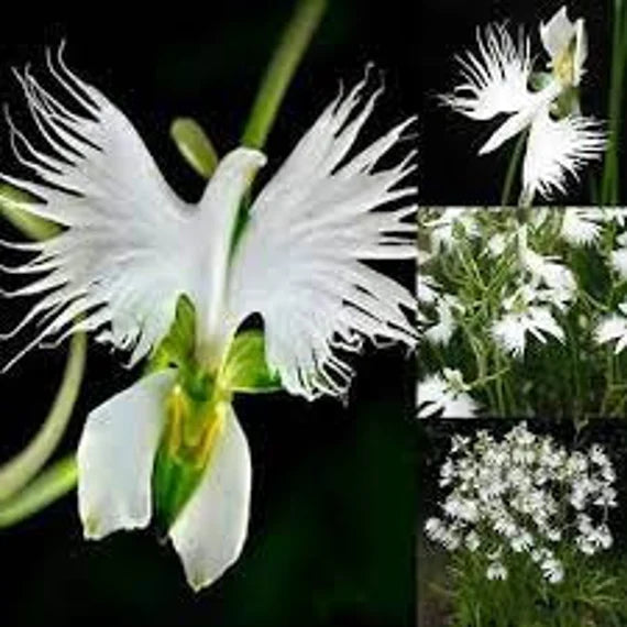 Grün Weiß Schmetterlingsorchidee Blumensamen zur Aussaat robust Sorte Traditionssorte & ohne Gentechnik Samen Hausgarten