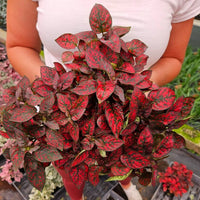 Hypoestes Blumensamen zur Aussaat – lang Blüte Saison – Traditionssorte & ohne Gentechnik Samen Hausgarten