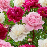 Paeonia Blumensamen zur Aussaat – saisonal Dauerblüher – Traditionssorte & ohne Gentechnik Samen Hausgarten