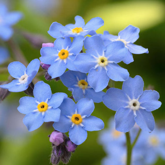 Blau Myosotis Sylvatica Blumensamen zur Aussaat kompakt Wuchs Traditionssorte & ohne Gentechnik Samen Hausgarten