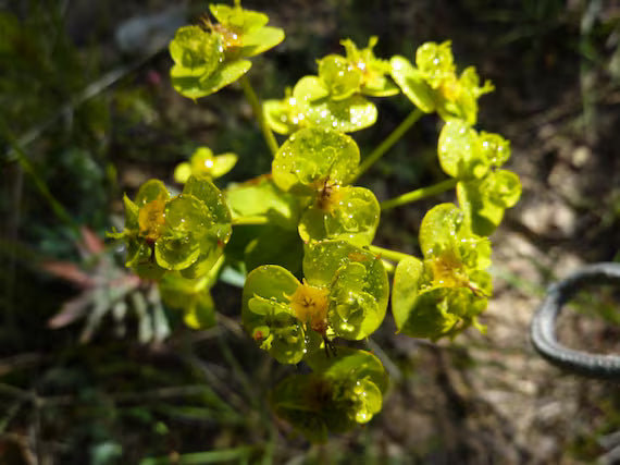 Euphorbia Lathyris Blumensamen zur Aussaat – sonnenliebend – Traditionssorte & ohne Gentechnik Samen Hausgarten
