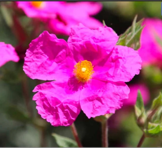 Cistus creticus (rockrose) blume samen for anpflanzung - perfect for borders, heirloom & gmo free samen for home garten
 
 sale samen for home garten