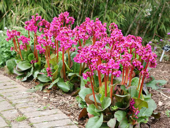 Gemischt Bergenia Cordifolia Blume Samen zur Aussaat – mehrjährige Samen leuchtend Garten Blüten