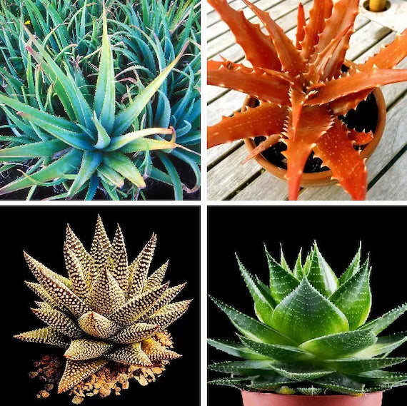 Gemischt Aloe Vera Blumensamen zur Aussaat – Landhaus Garten wichtig – Traditionssorte & ohne Gentechnik Samen Hausgarten