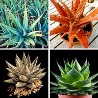 Gemischt Aloe Vera Blumensamen zur Aussaat – Landhaus Garten wichtig – Traditionssorte & ohne Gentechnik Samen Hausgarten