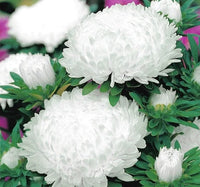 Weiß Grün China Aster Blumensamen zur Aussaat Garten beliebt Traditionssorte & ohne Gentechnik Samen Hausgarten