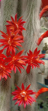 Monkey Tail Cactus Samen Blumensamen zur Aussaat – pflegeleicht – Traditionssorte & ohne Gentechnik Samen Hausgarten