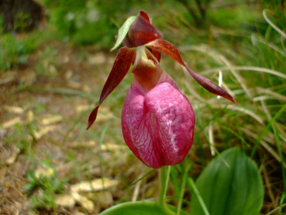 Cypripedium Blumensamen zur Aussaat – robust Sorte – Traditionssorte & ohne Gentechnik Samen Hausgarten
