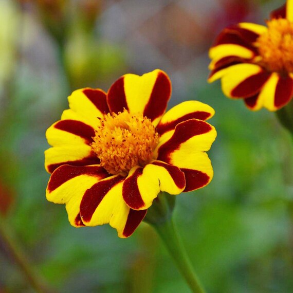 Studentenblume Majestic Blumensamen zur Aussaat leuchtend Traditionssorte & ohne Gentechnik Samen Hausgarten