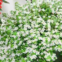 Weiß Snowtopia Blumensamen zur Aussaat – kompakt Wuchs – Traditionssorte & ohne Gentechnik Samen Hausgarten