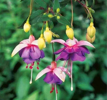 Lila Gelb Fuchsie Blumensamen zur Aussaat Anzucht Traditionssorte & ohne Gentechnik Samen Hausgarten