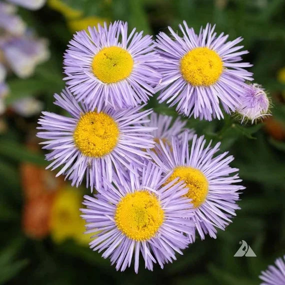 Lila gelb erigeron blume samen for anpflanzung - cottage garten essential, heirloom & gmo free samen for home garten
 
 sale samen for anpflanzung in home garten