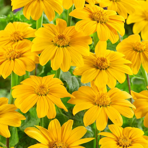 Gelb Torch MEXICAN Tithonia Sonnenblume Samen zur Aussaat – hochwertige Qualitäts- – Traditionssorte & ohne Gentechnik Samen Hausgarten