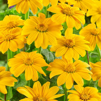 Gelb Torch MEXICAN Tithonia Sonnenblume Samen zur Aussaat – hochwertige Qualitäts- – Traditionssorte & ohne Gentechnik Samen Hausgarten