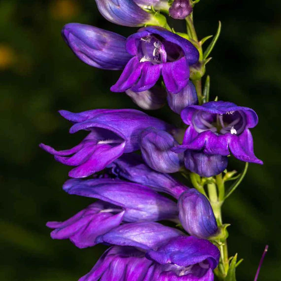 Blau Penstemon Blumensamen zur Aussaat – Bestäuber freundlich – Traditionssorte & ohne Gentechnik Samen Hausgarten